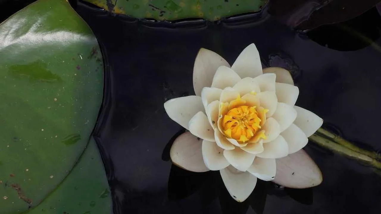 Guide complet des compléments pour mieux dormir