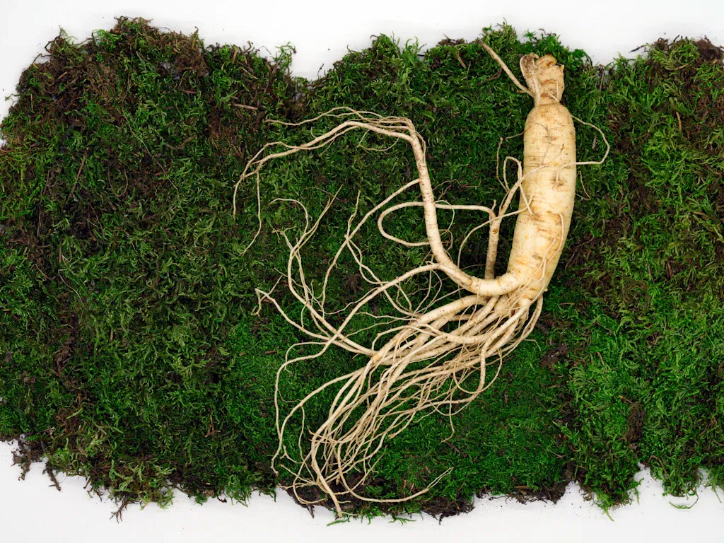 Racine de ginseng posée sur de la mousse verte, avec de longues radicelles visibles sur fond blanc