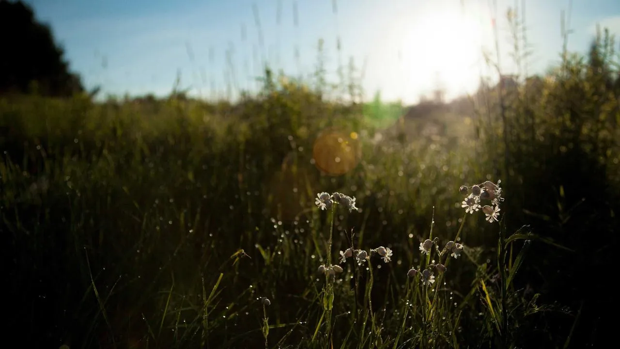 Comparatif des meilleurs BCAA 2026