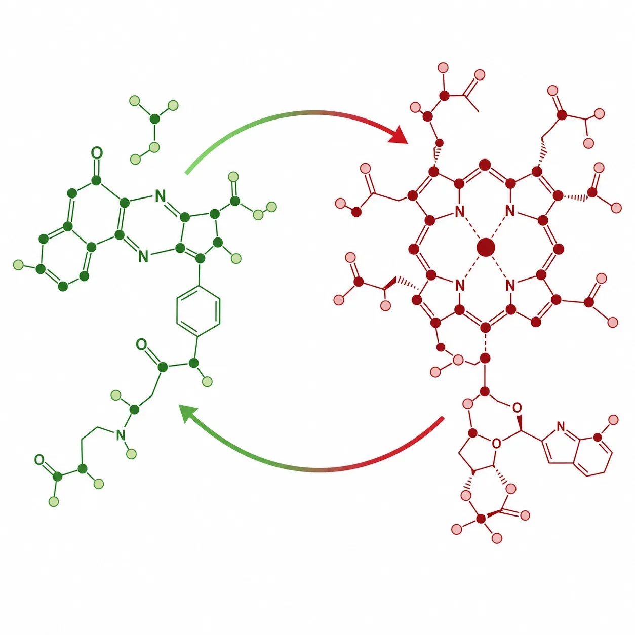 Illustration de la synergie vitamines B9 et B12 reliées par une flèche représentant le cycle de méthylation, palette verte et rouge